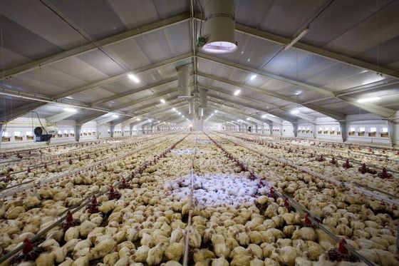 Cấu trúc thép galvanized loại đóng môi trường kiểm soát nhà gà thương mại